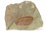 Bright Orange Hamatolenus Trilobite - Pos/Neg Split! #234627-4